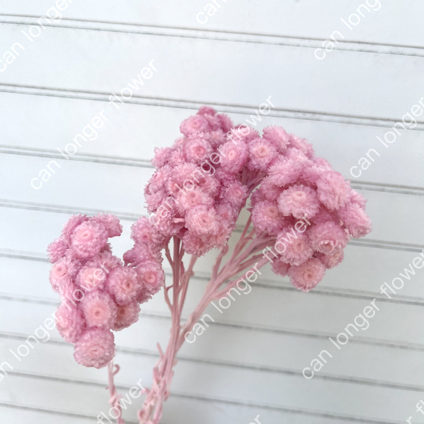 ✿ 台灣現貨 ✿ 32052 臘菊 日本大地農園