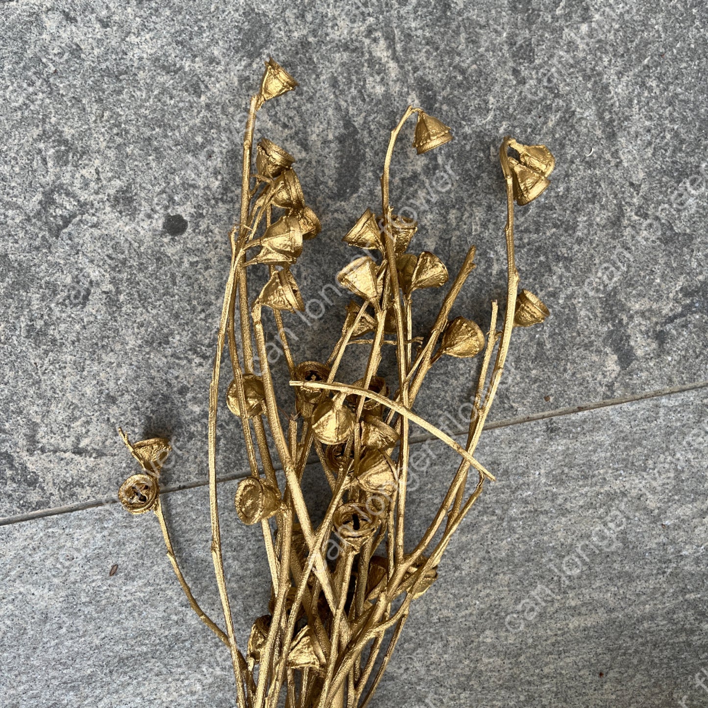 ✿ 台灣現貨 ✿ DS004A 尤加利果 十字果