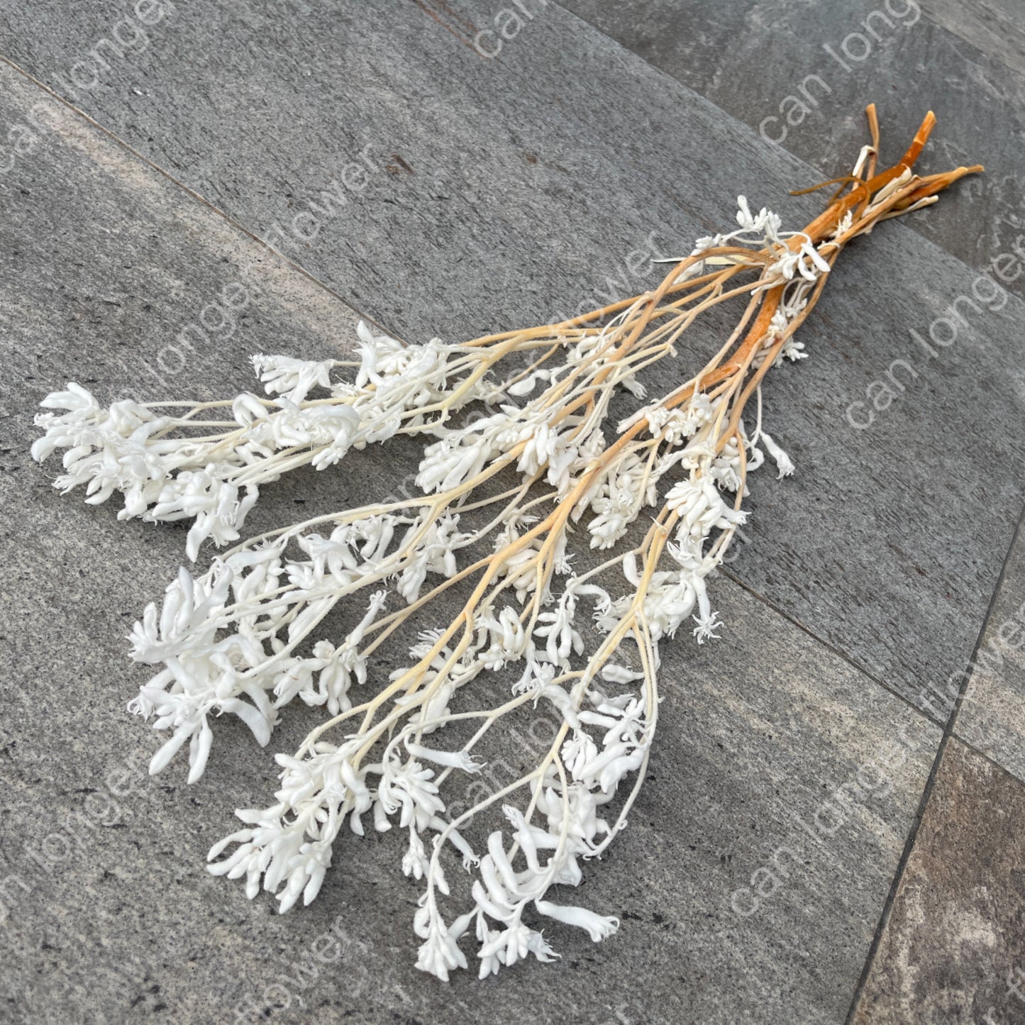 ✿ 台灣現貨 ✿ PA012s 袋鼠爪 小包 鼠爪花 (副本)