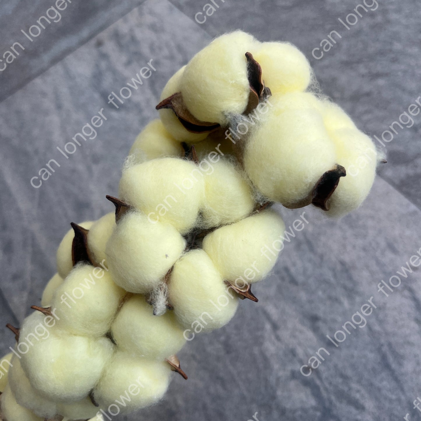 ✿ 台灣現貨 ✿ SH00棉花 小份量 單朵 手工花