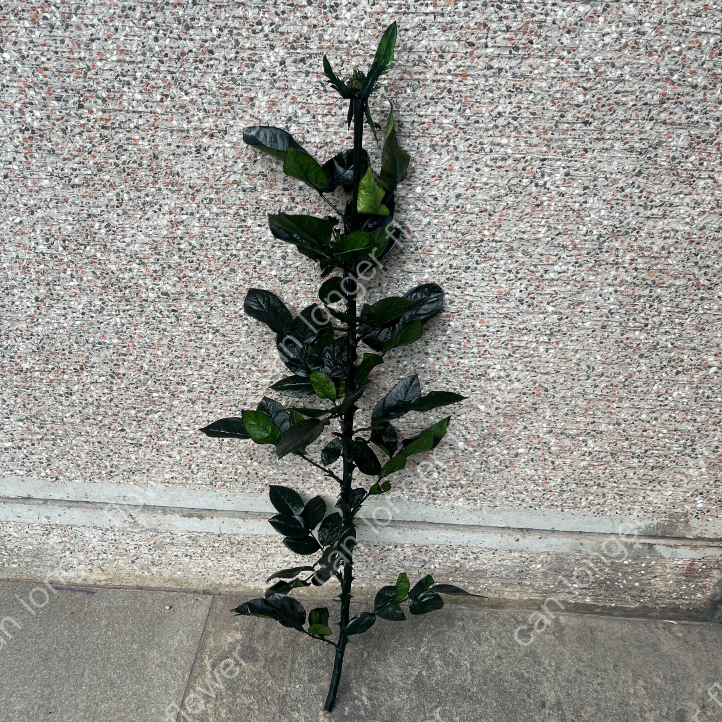 ✿ 台灣現貨 ✿ PL020 玫瑰枝條 60-70CM