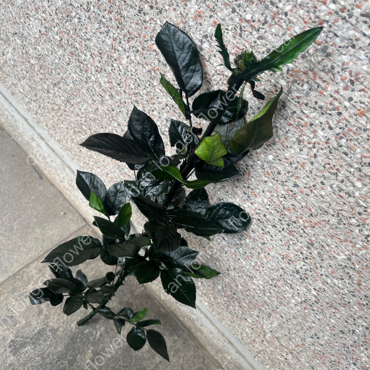 ✿ 台灣現貨 ✿ PL020 玫瑰枝條 60-70CM