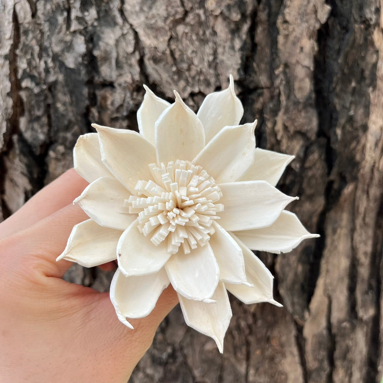 ✿ 台灣現貨 ✿ S-N索拉花 8CM 通草花 擴香花 梔子花