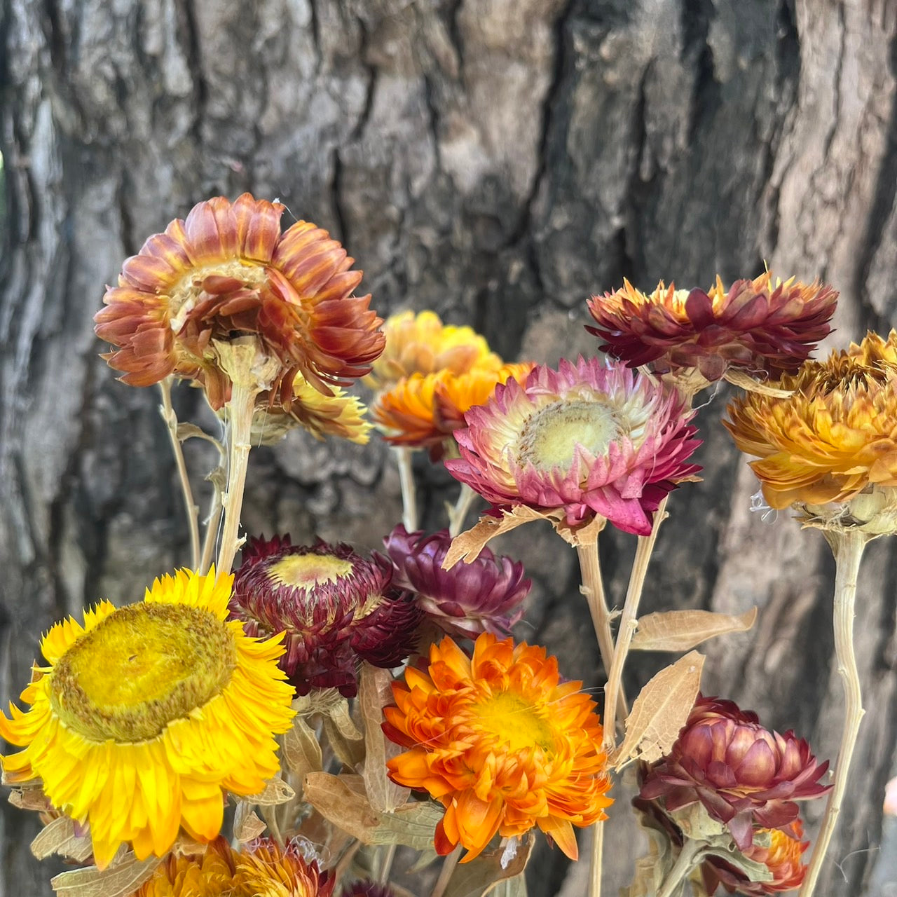 【台灣現貨】DA037S麥桿菊 小份量