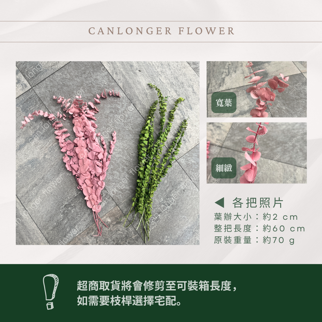 PL001 DL001 寶貝尤加利 圓葉尤加利 台灣現貨