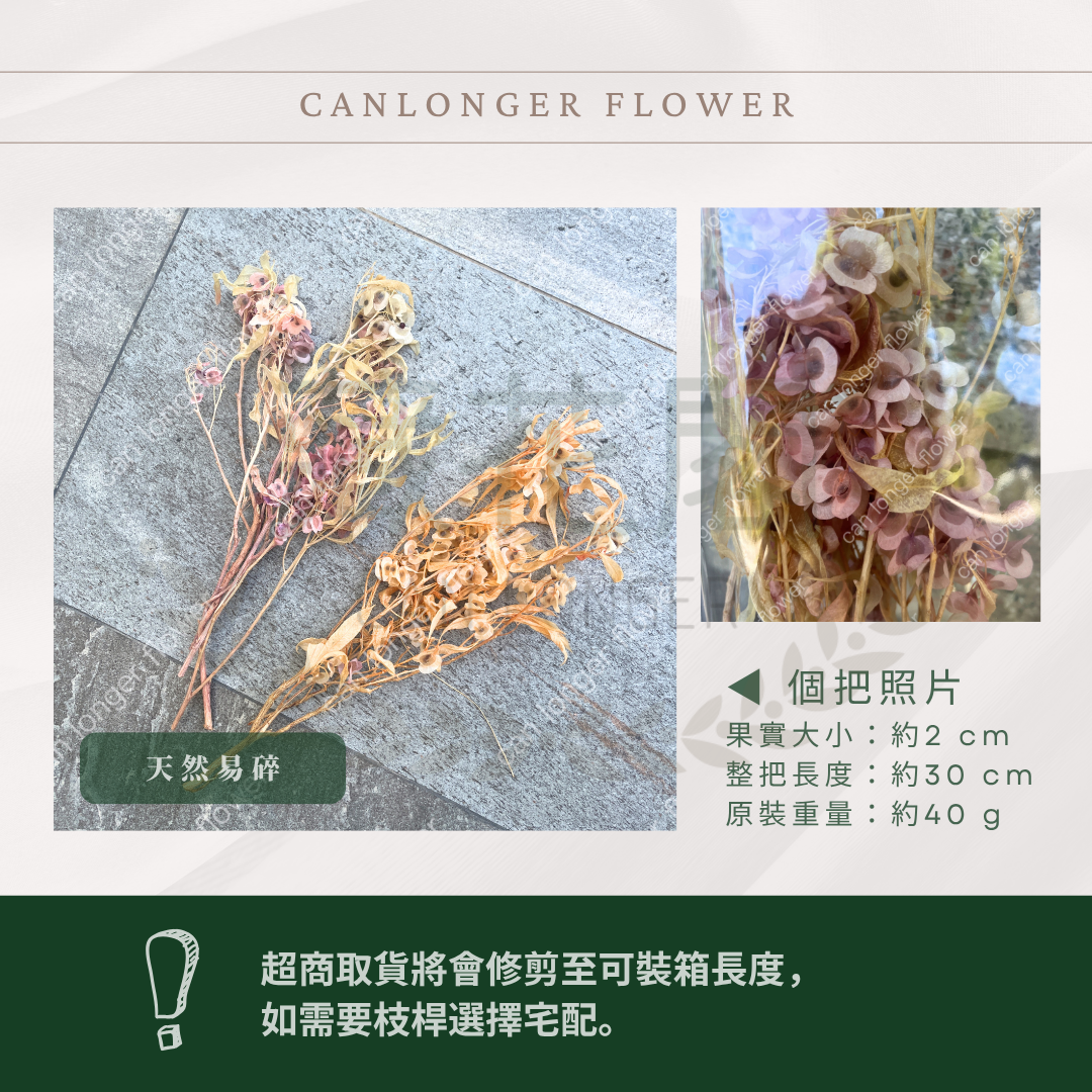 ✿ 台灣現貨 ✿ PA033S 蝴蝶花 小包