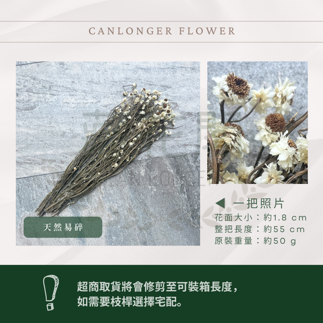 ✿ 台灣現貨 ✿ DA017 銀苞菊 洋甘菊