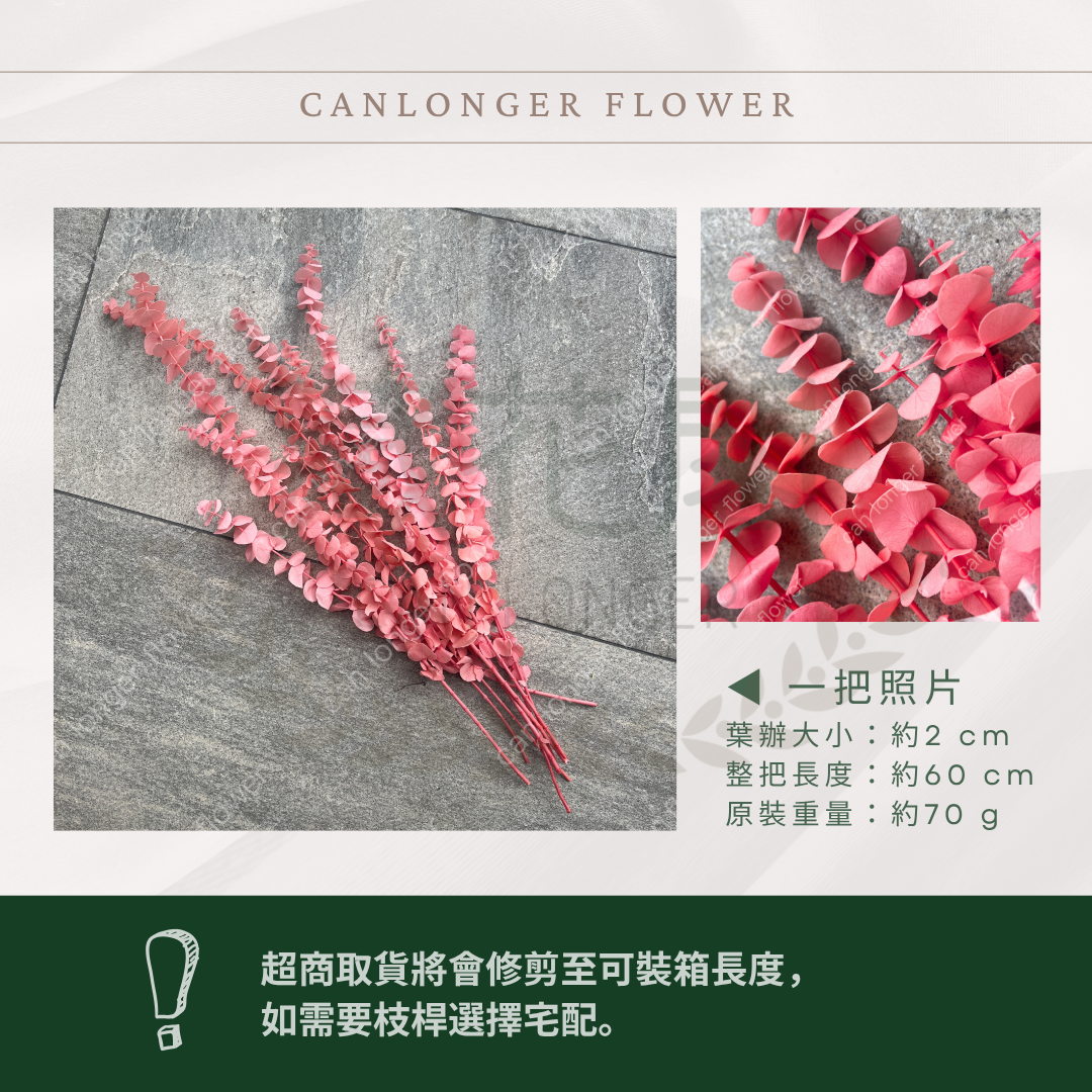 PL001 DL001 寶貝尤加利 圓葉尤加利 台灣現貨