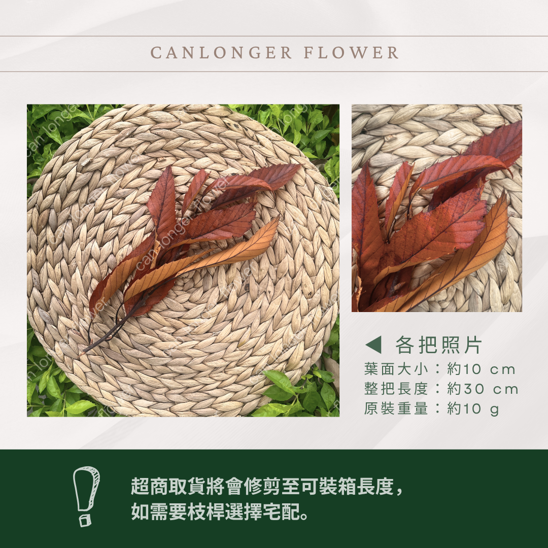 ✿ 台灣現貨 ✿ PL018s 栗樹葉 小份
