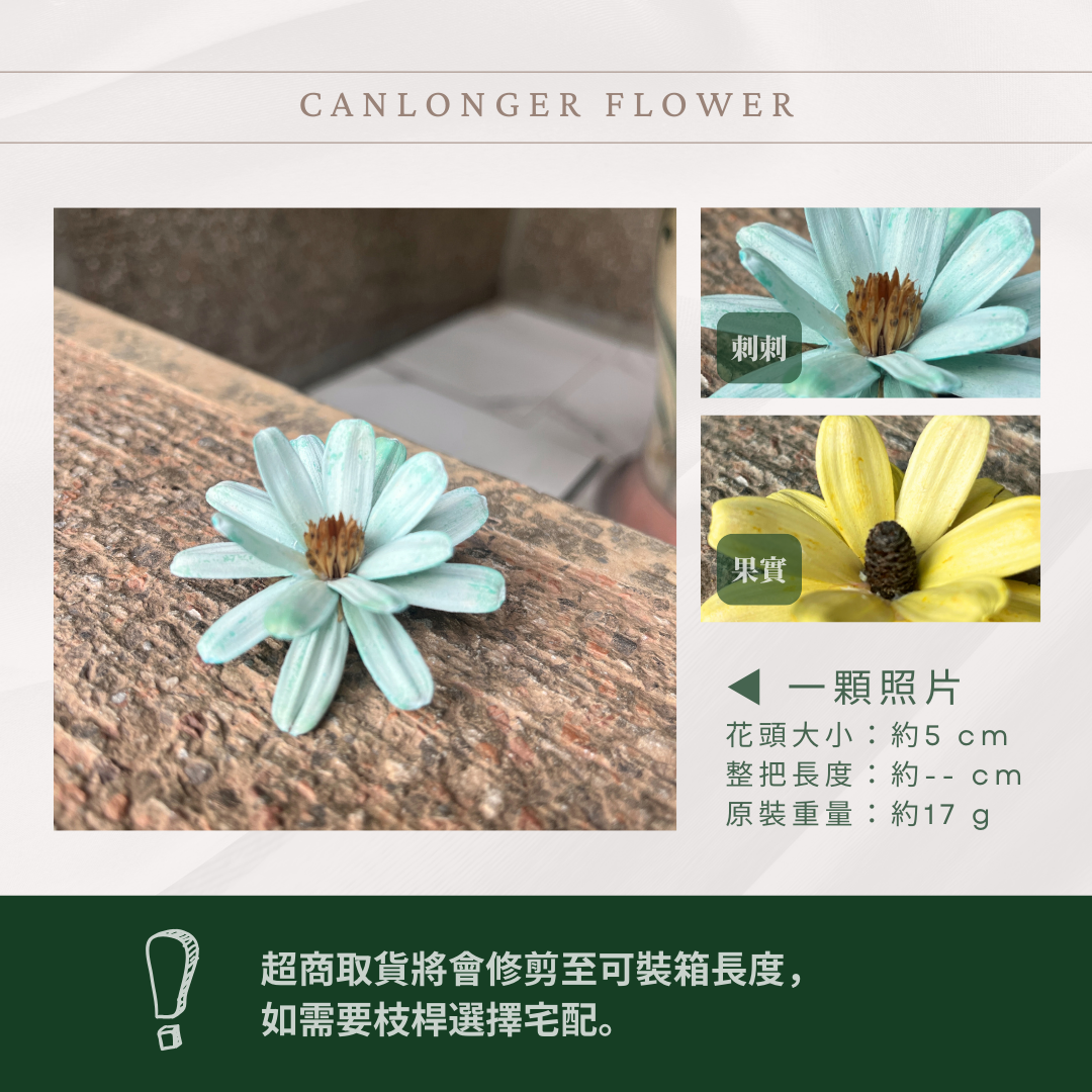 SH52S 瓜子花花頭 單朵 台灣現貨