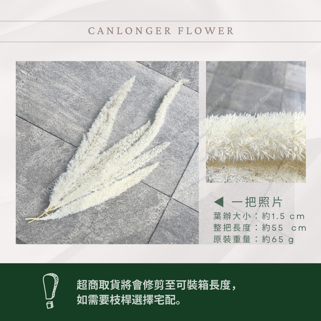 PL015 天門冬 台灣現貨 狐狸尾巴