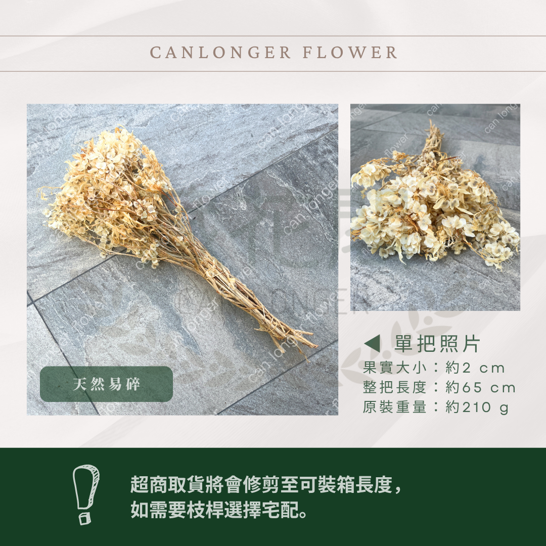 ✿ 台灣現貨 ✿ PA033 蝴蝶花 原裝