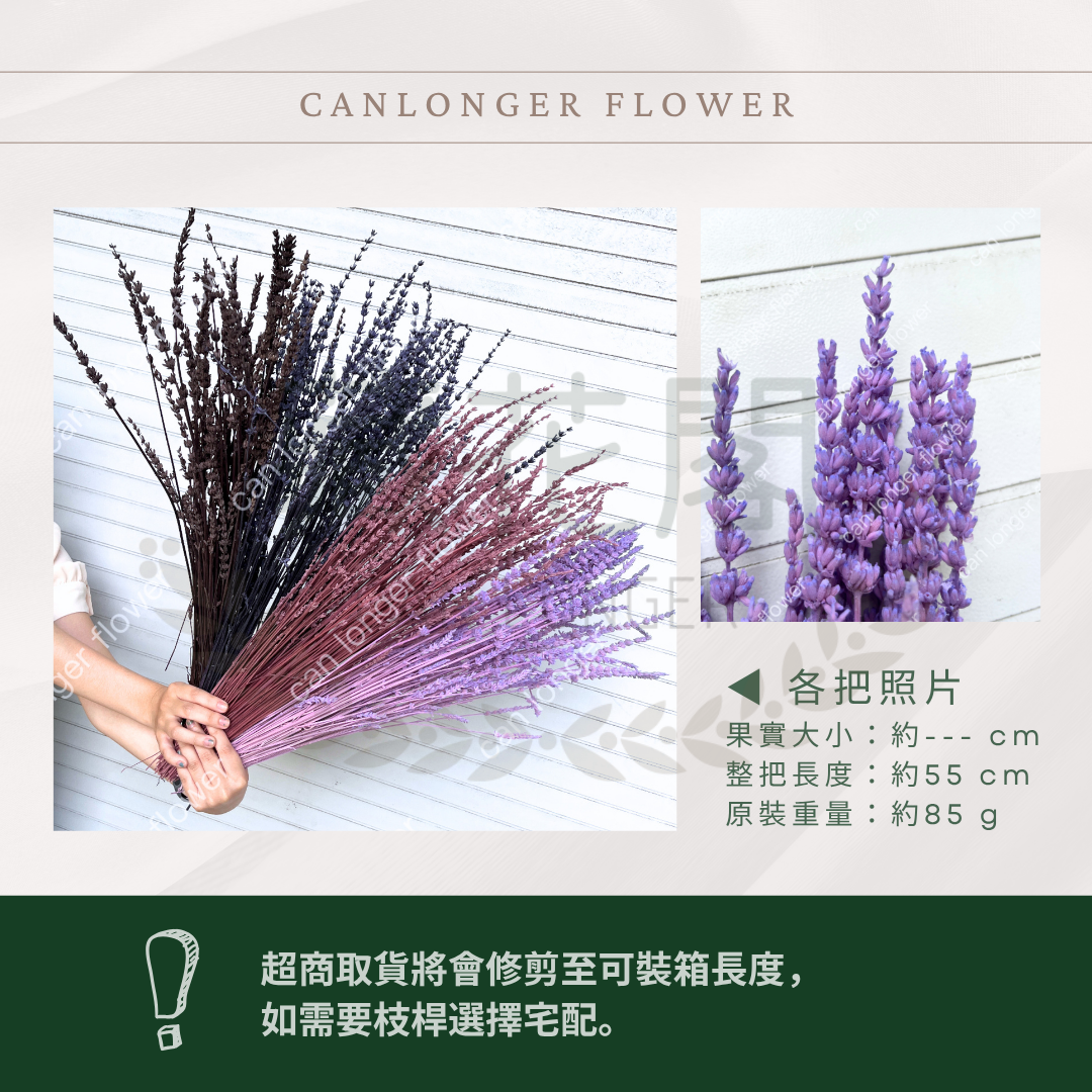 ✿ 台灣現貨 ✿ PA056 薰衣草 原裝