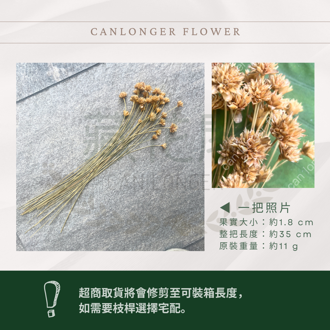 ✿ 台灣現貨 ✿。DA055。小山花 矢車菊