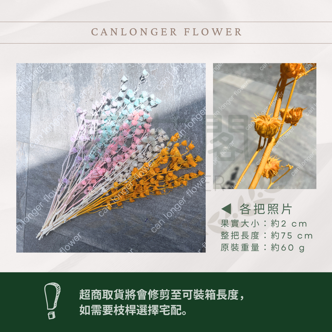 ✿ 台灣現貨 ✿ PA062 年輪果