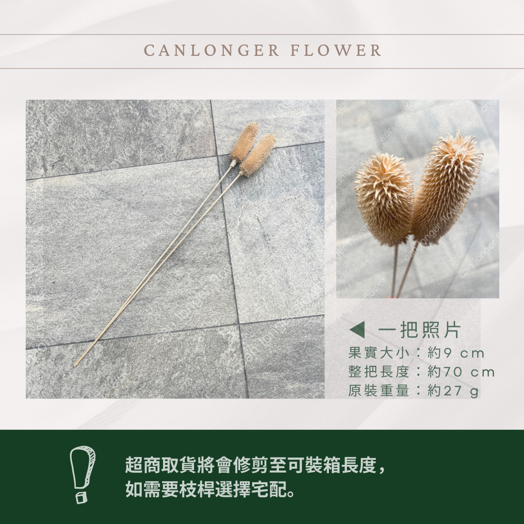 SH20 拉毛果 台灣現貨 2支/1包
