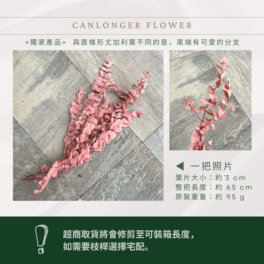 PL002 花藝獨家 大軟葉尤加利 尤加利 特殊尤加利