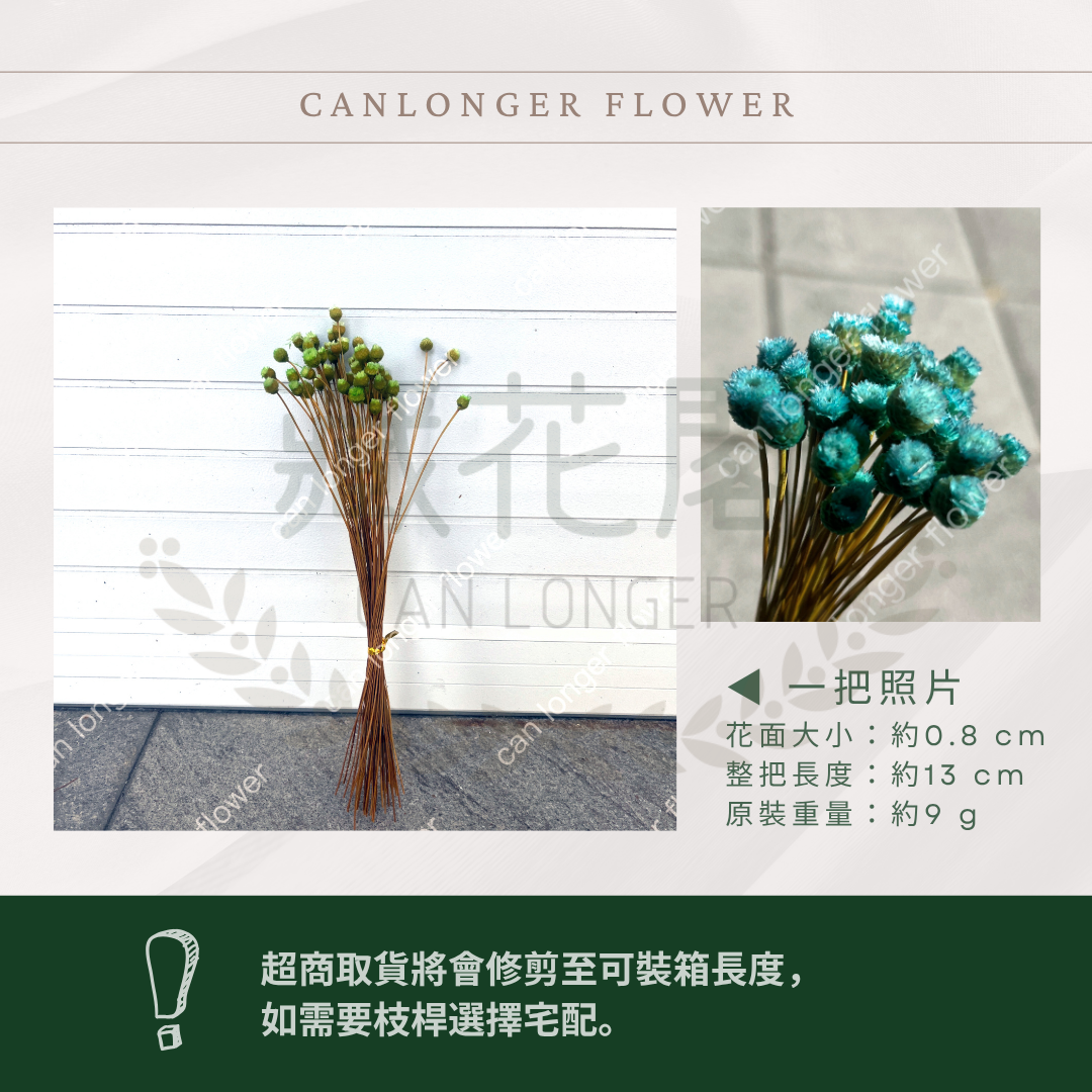 ✿ 台灣現貨 ✿ DA051 巴西快樂花