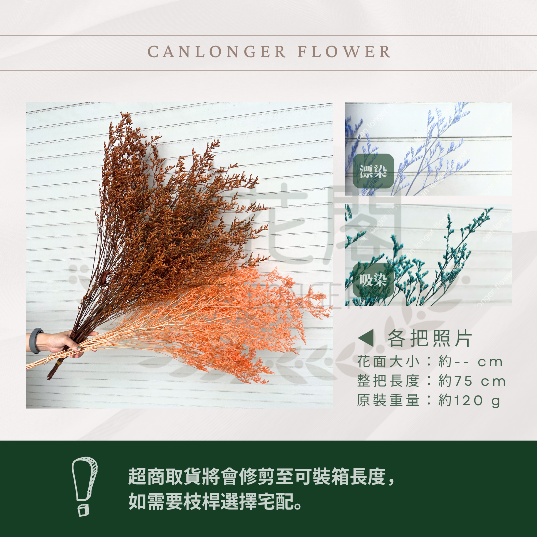 PF004 卡斯比亞/情人草 原裝 台灣現貨
