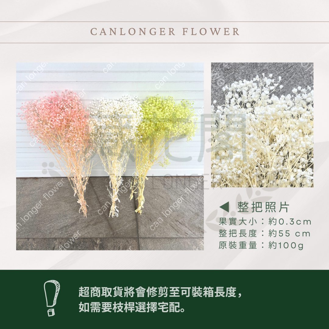 ✿ 台灣現貨 ✿ PF002 夢幻星