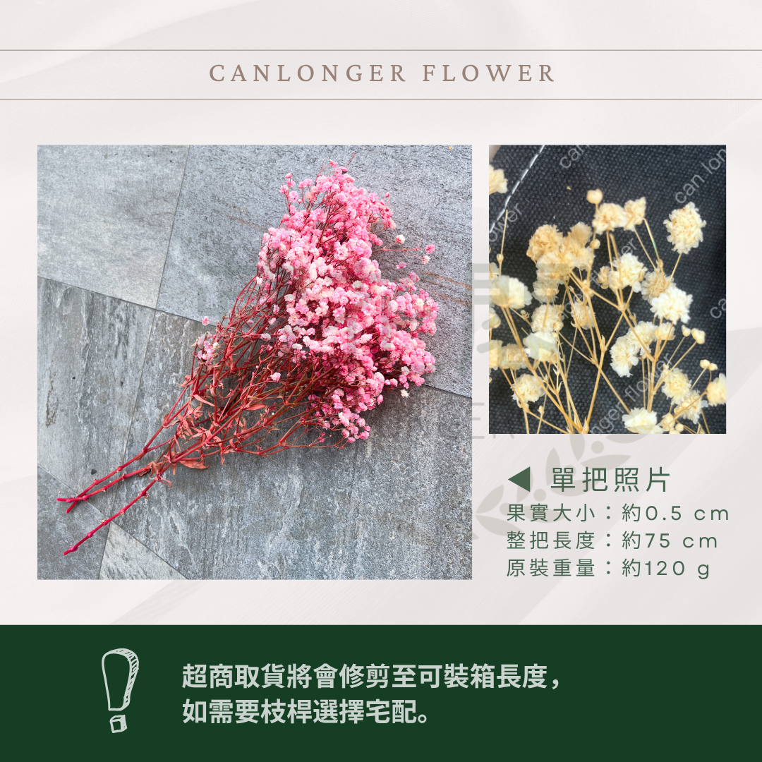 pf001 滿天星 台灣現貨