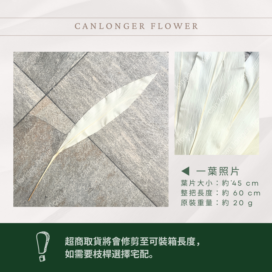 PL026 一葉蘭 (五支裝)台灣現貨 一葉致富 大型花藝花材