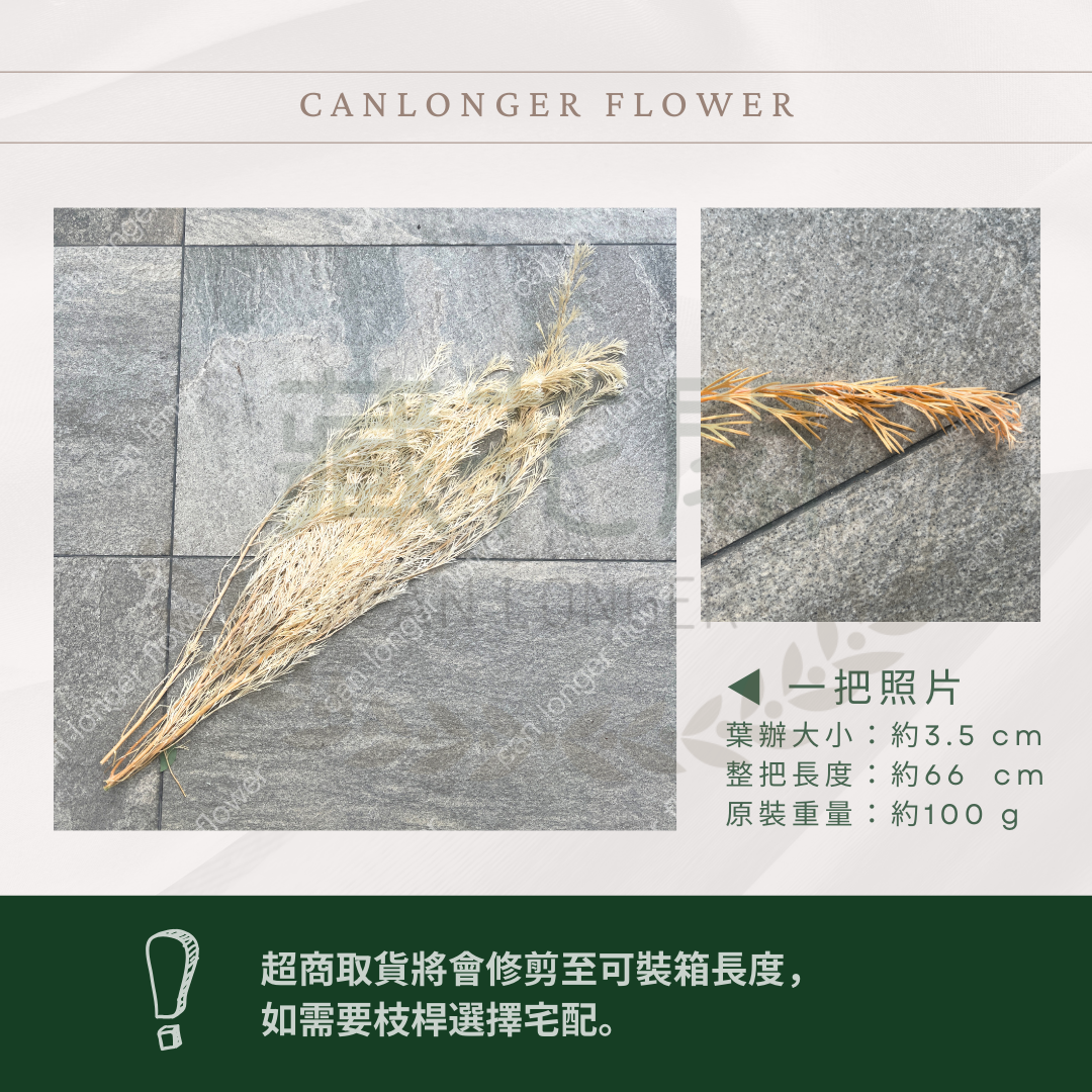 PL017 銀樺 銀樺葉 台灣現貨 約100克