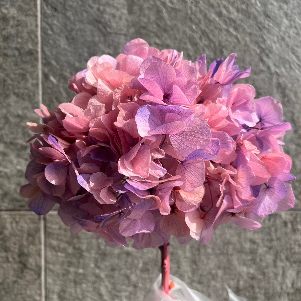 ✿ 台灣現貨 ✿ PF005BS大葉繡球(10克) 盒裝 紫陽花 夢幻漸變繡球 永生花 小份量 DIY花材 花藝