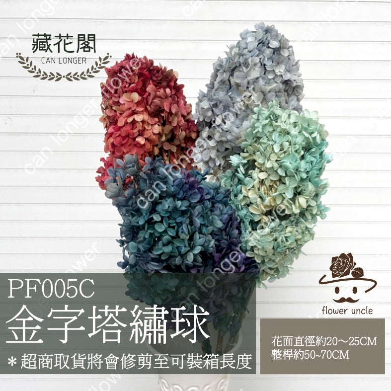 ✿ 台灣現貨 ✿ PF005C-S 盒裝金字塔繡球(約10克) 盒裝 塔繡球 木繡球 永生 漸變 小份量 DIY花材 花藝