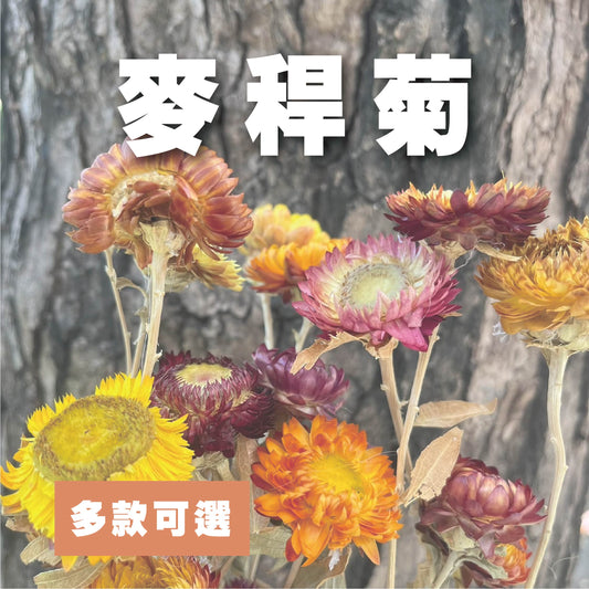 【台灣現貨】DA037麥桿菊 乾燥 原裝/小份量 花圈 乾燥花束 拍照道具 手作素材 室內擺飾