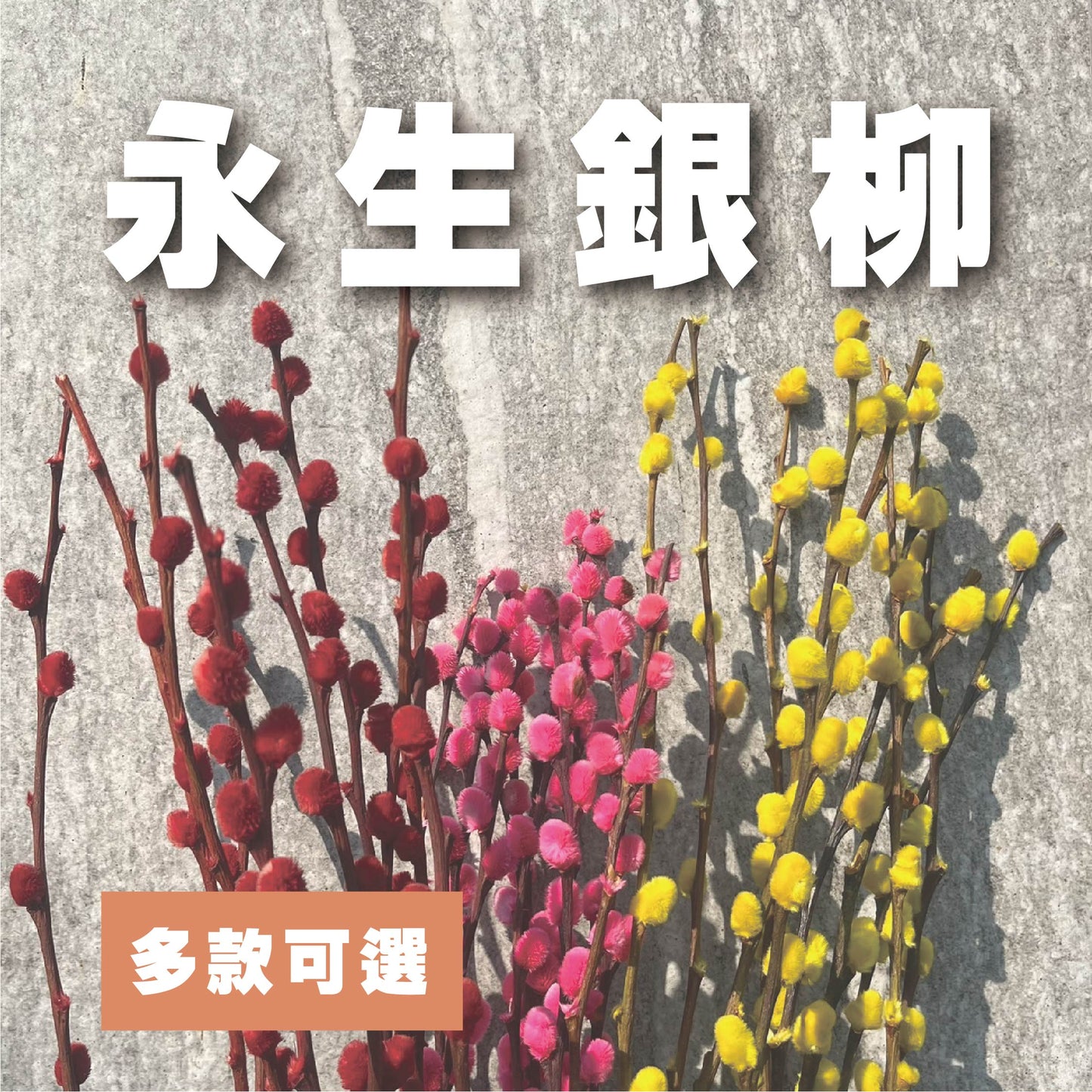 【台灣現貨】PA014銀柳 貓柳 細柱柳 春節限定 彩色銀柳 年節飾品 過年插花 新年 春節