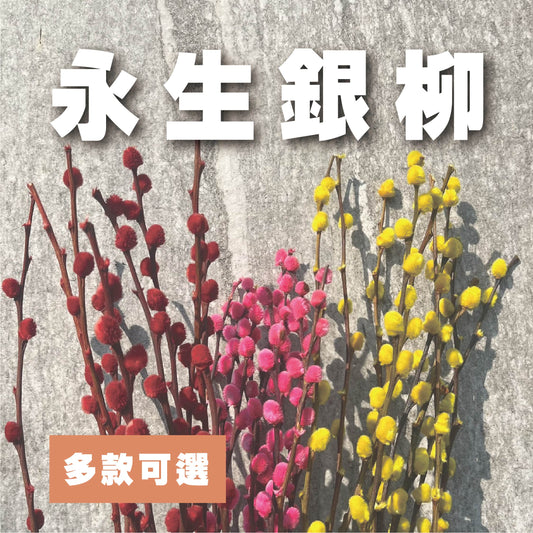 【台灣現貨】PA014銀柳 貓柳 細柱柳 春節限定 彩色銀柳 年節飾品 過年插花 新年 春節