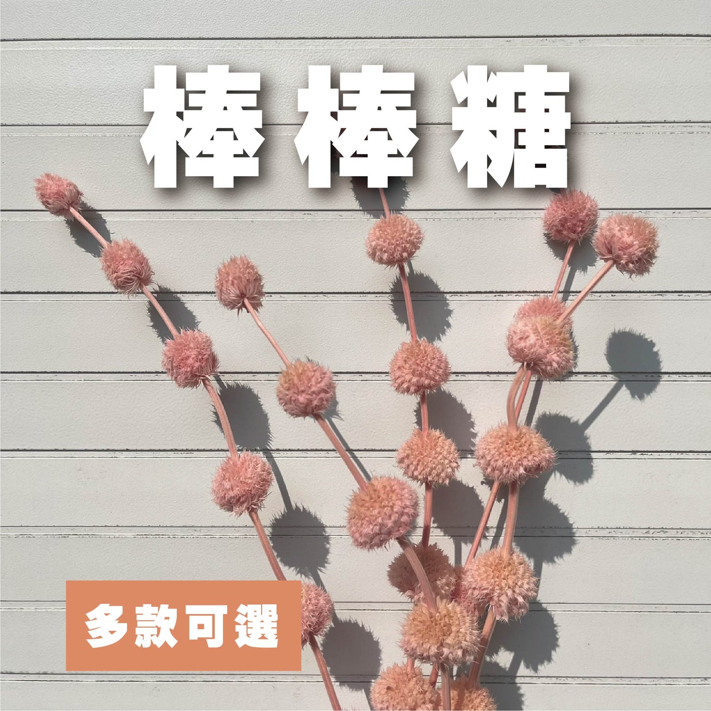 【台灣現貨】PA053棒棒糖 永生 原裝/小份 插花 不凋花 花藝 花束 盆花  不凋花 捧花 攝影道具