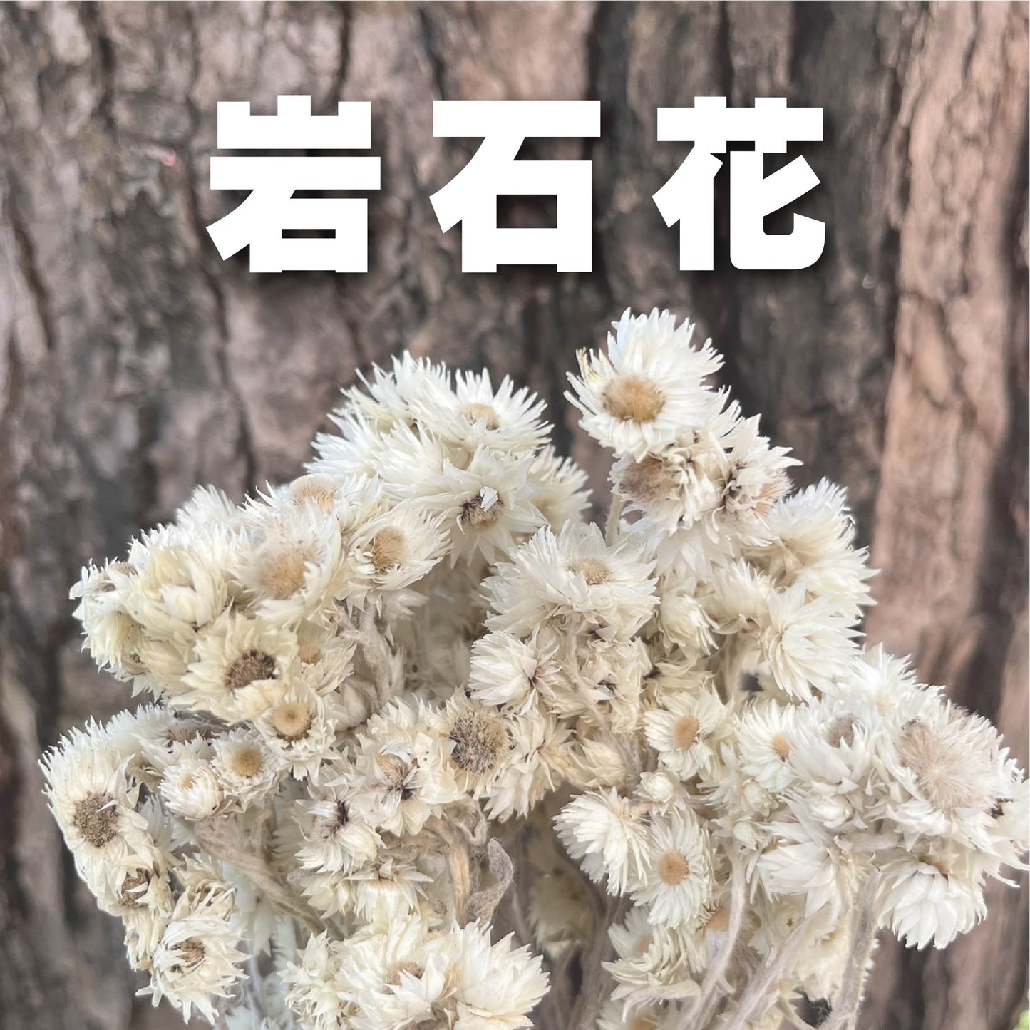 【台灣現貨】DA019岩石花 乾燥花 獨家款 卡片素材 擴香石花材 胸花 捧花 盆花 玻璃盅 點綴