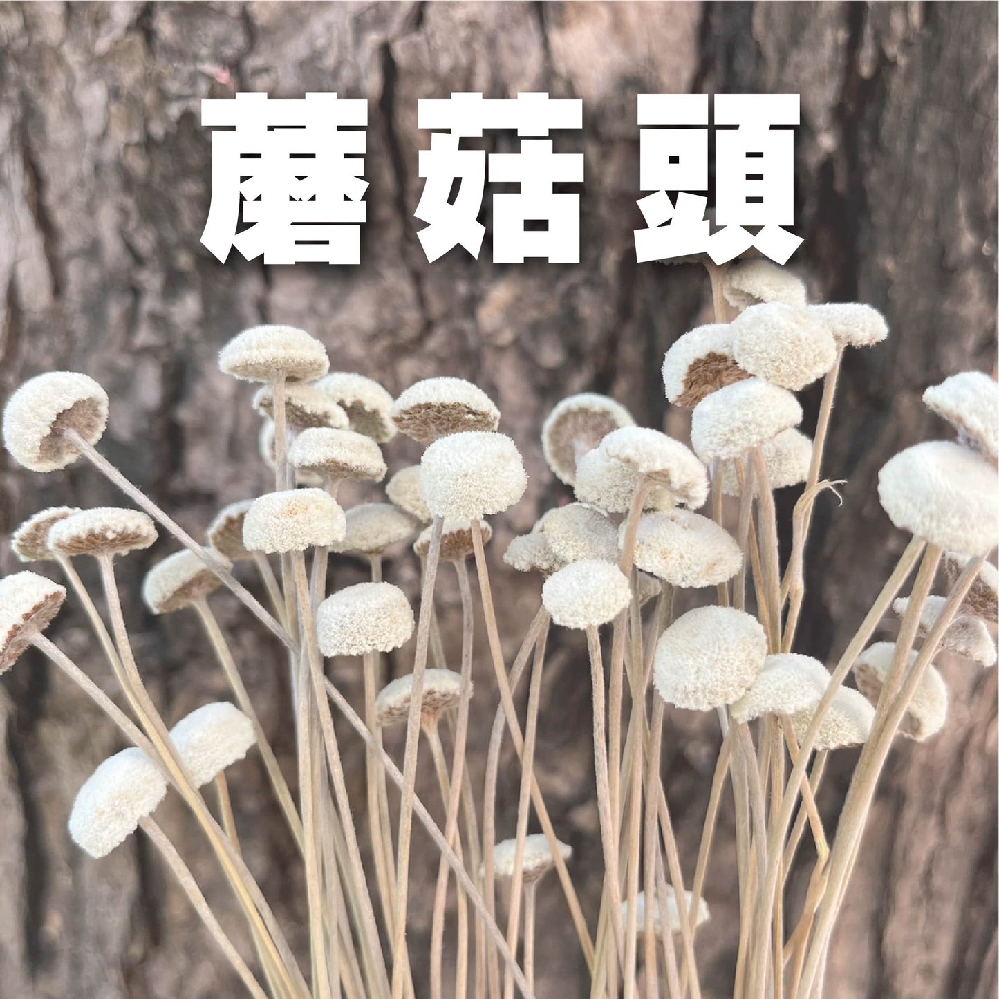 【台灣現貨】DA054蘑菇頭 小鈕釦 鈕扣菊 紐扣菊 原裝/小份量 迷你小花 DIY乾燥花 拍攝道具 家居裝飾