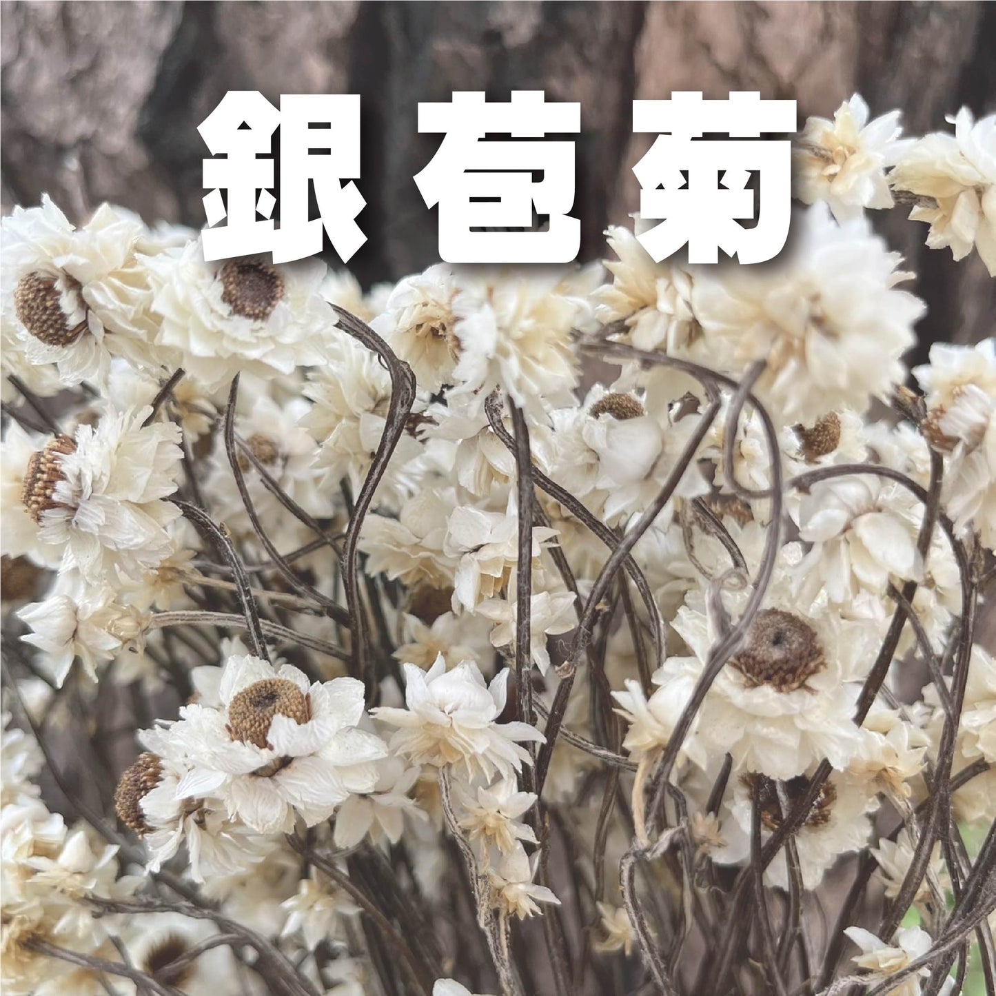 【台灣現貨】DA017銀苞菊 洋甘菊 乾燥 原裝/小份量 點綴花材 菊花 花束 室內裝飾 DIY花