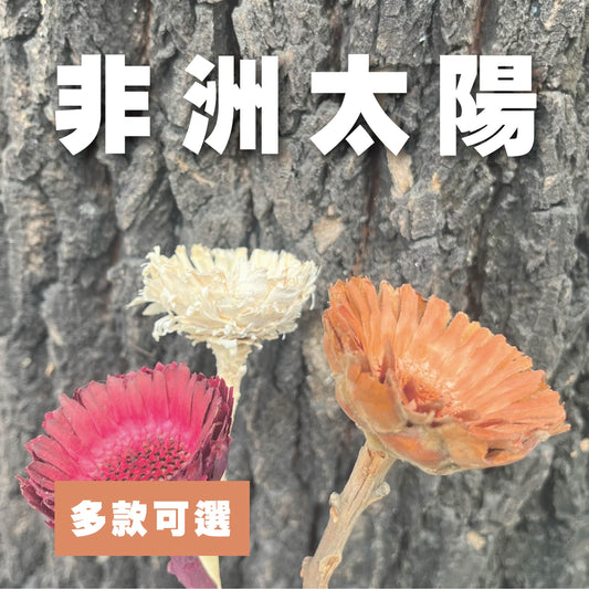 【台灣現貨】DF015非洲太陽 非洲太陽菊 原裝/小份量 乾燥主花 不凋乾燥花圈 乾燥花素材 居家裝飾花材 花藝設計