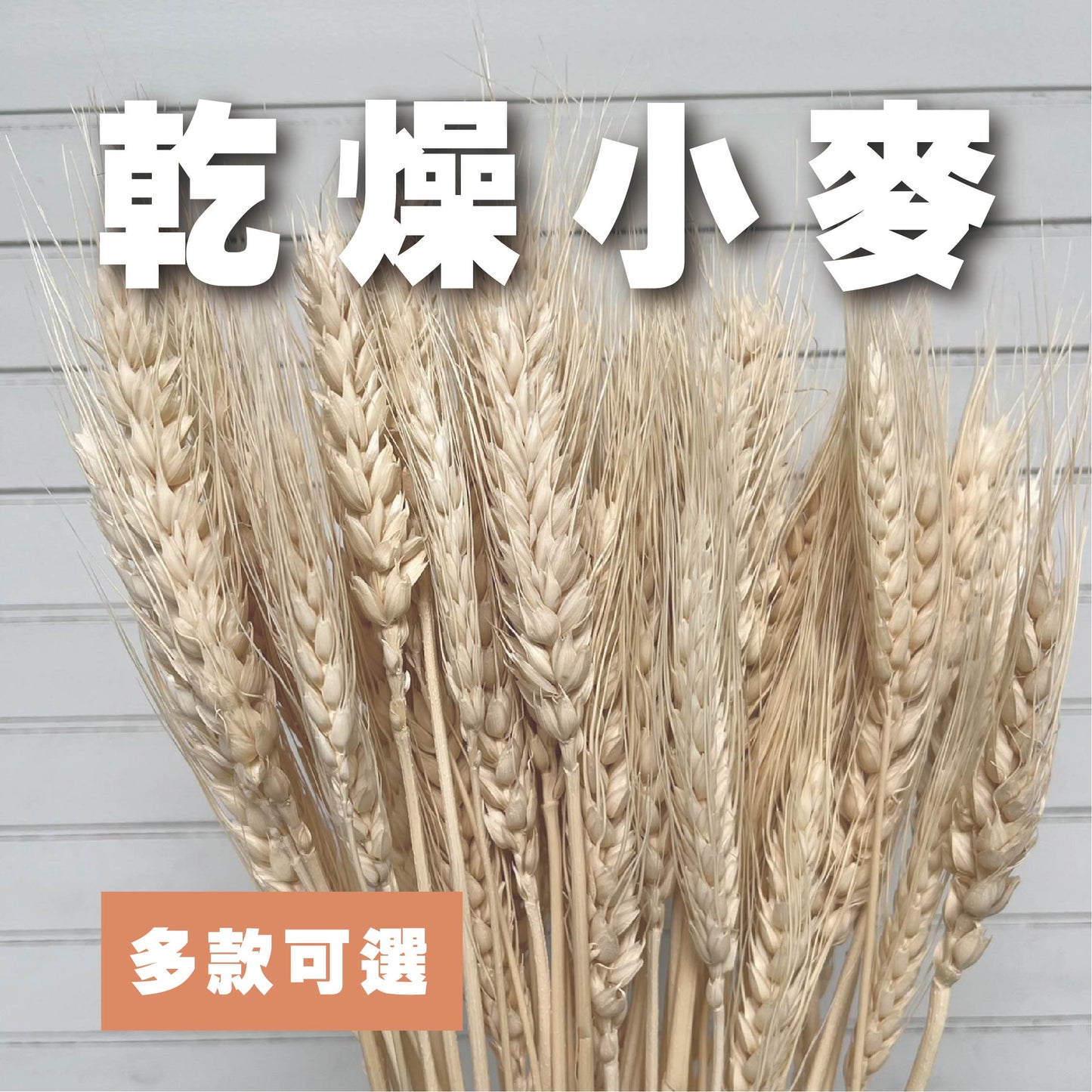 【台灣現貨】DF019小麥 麥子 大麥 原裝/小份量 拍攝背景道具 居家裝飾花材 手作花材 花藝設計 居家佈置