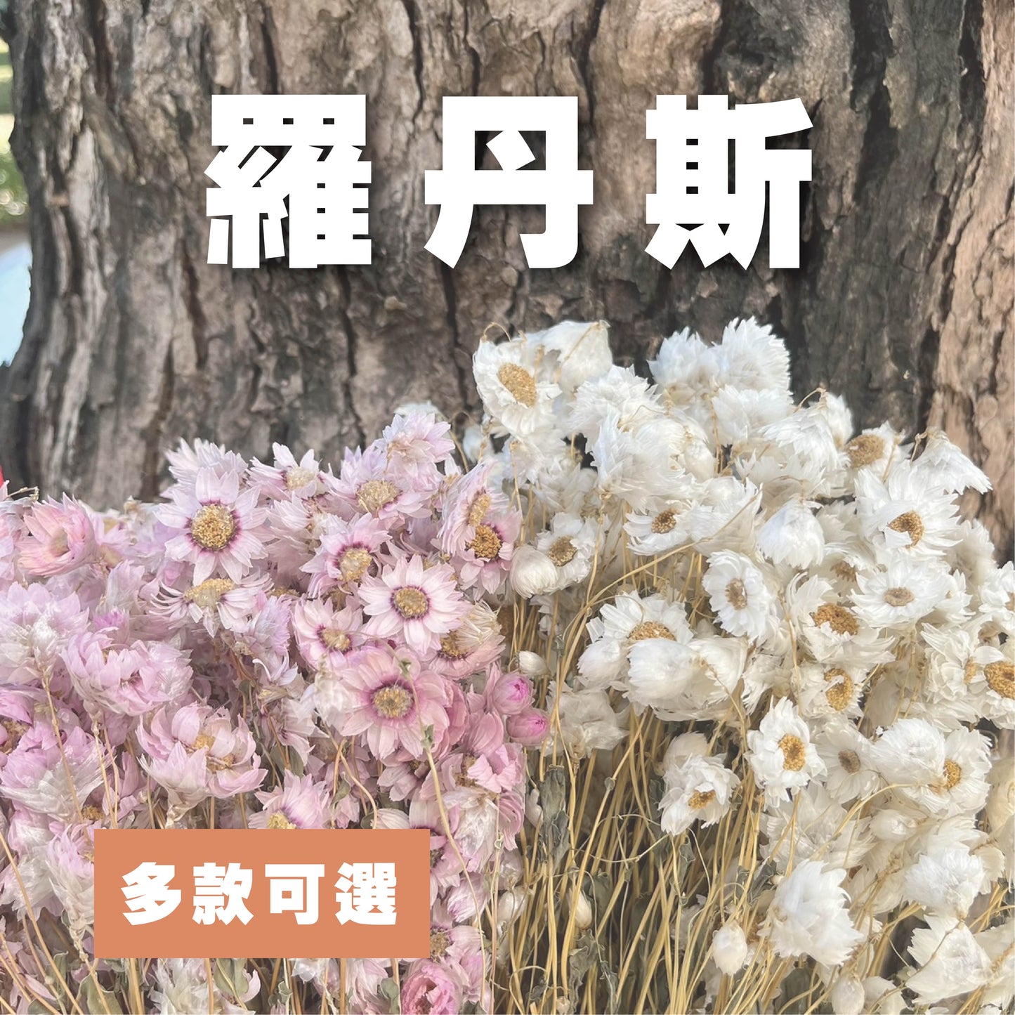 【台灣現貨】DA018羅丹斯 小雛菊 魯丹鳥 乾燥 原裝/小份量 點綴花材 菊花 花束 室內裝飾 DIY