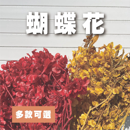 【台灣現貨】PA033蝴蝶花 迎客豆 風鈴 永生 原裝/小份 不凋花 盆花 插花 手工花