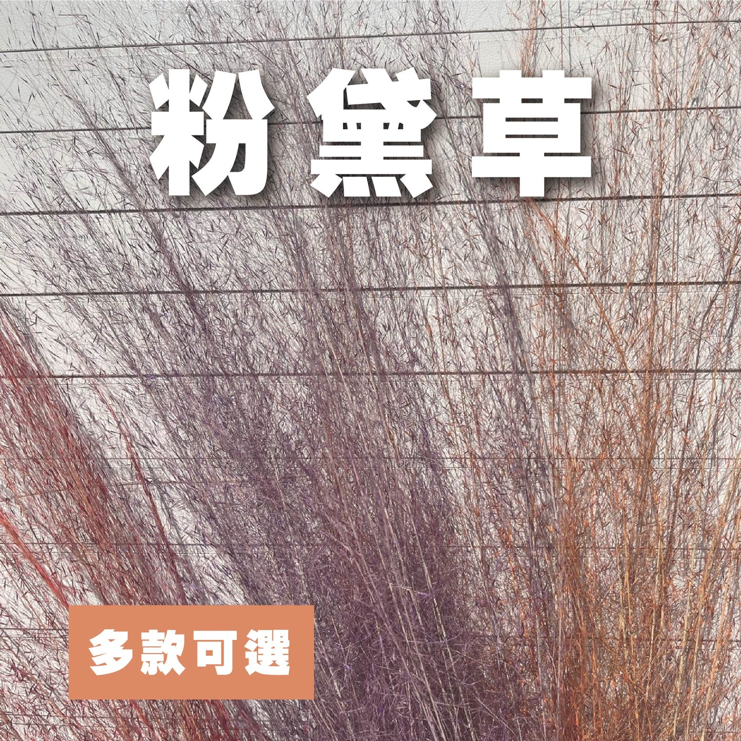 【台灣現貨】PL031粉黛草 粉黛 亂子草 芒草 永生花 原裝/小份 點綴花材 夢幻 DIY 材料包