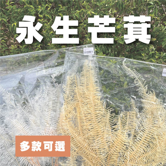 【台灣現貨】dl019/pl019芒萁 蕨葉 姬蕨葉 碗蕨 高山羊齒 原裝/小份 花盅配件 手作花材 捧花 捧花花材