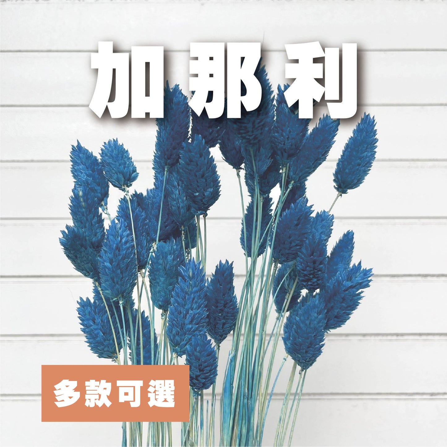 ✿ 台灣現貨 ✿  DA002加那利 小份量 寶石草 佳那利 加納利 小穗花