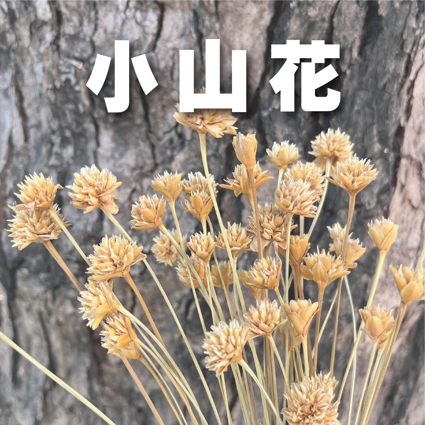 【台灣現貨】DA055小山花 矢車菊 乾燥花 原裝/小份量 馬蘭菊 小雛菊 永生花 花藝 DIY手作 插花 花束