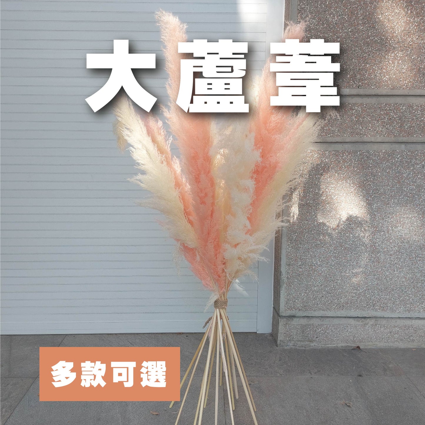 DF016C大蘆葦