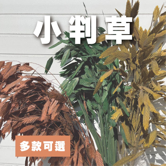 【台灣現貨】PA013小判草 小盼草 大凌風草 永生 吸色/漂色  原裝/小份 捧花 攝影道具 室內裝飾