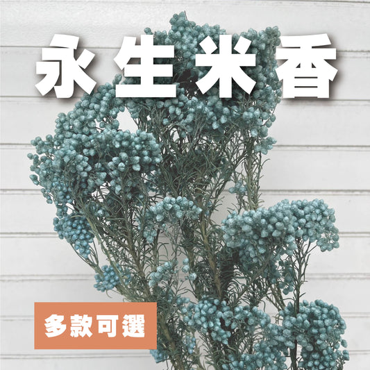 【台灣現貨】PA004米香 水稻花 小米花 永生 花瓶插花保鮮花 拍攝拍照背景 婚禮小物 居家佈置