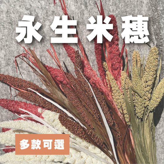 【台灣現貨】PA010米穗 粟米穗 小米穗 紅米穗 黃米穗 原裝/小份 居家裝飾花材 手作花材 花藝設計 居家佈置