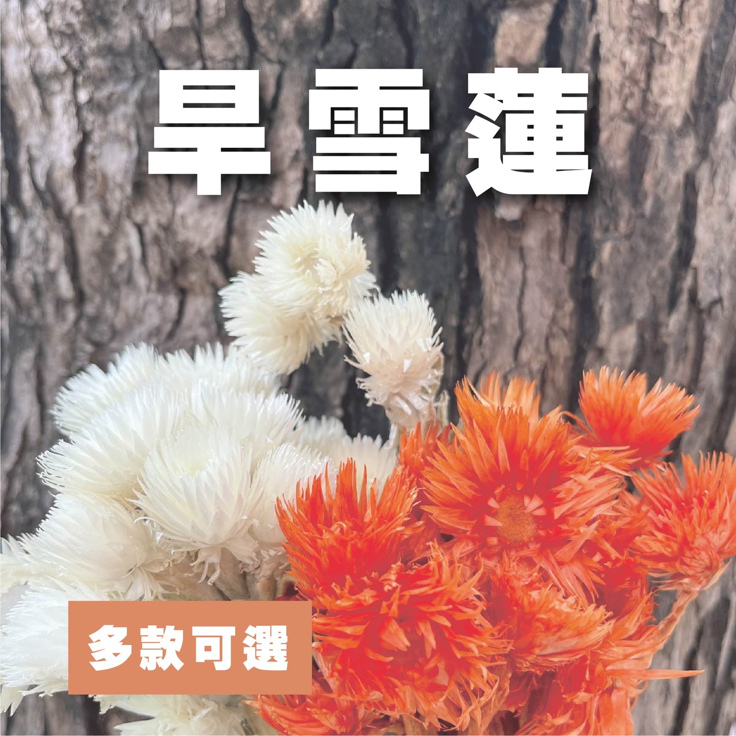 【台灣現貨】DA025旱雪蓮 岩石花 乾燥 原裝/小份量 居家裝飾花材 DIY 手作花材 花藝設計 居家佈置