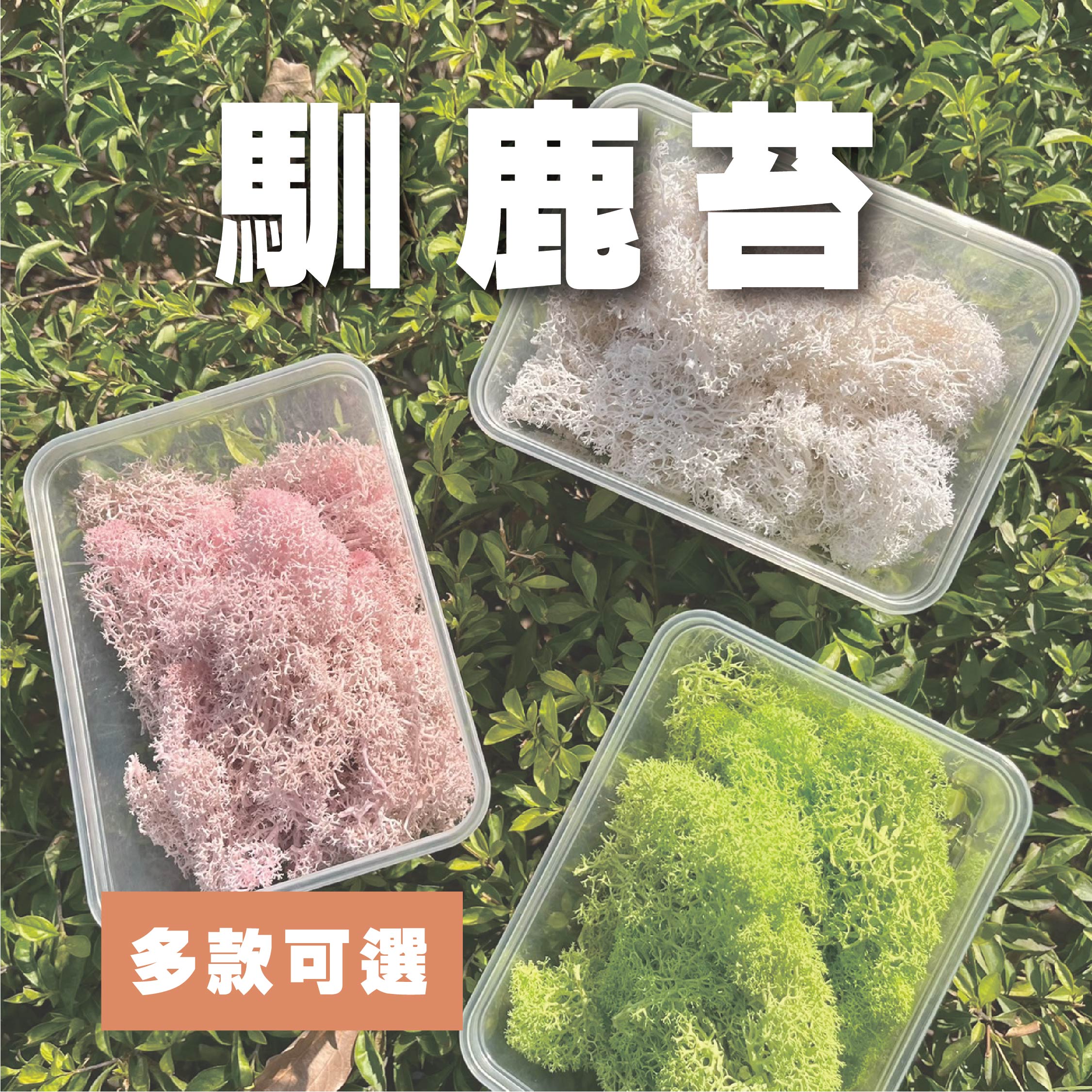 【台灣現貨】PF018-XS 永生馴鹿苔 苔癬 水草 MOSS 經濟包/小份量 模型草地 聖誕節佈置 攝影道具 裝飾 (副本) – 藏花閣